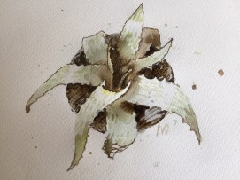 Phoenix Fire - illustrator and designer